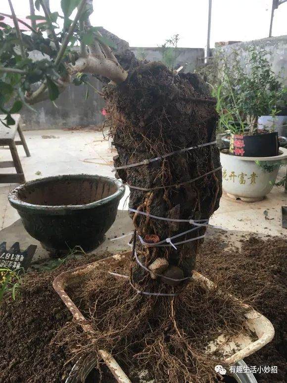 图解 对节白蜡附石盆景一年前后的对比图片