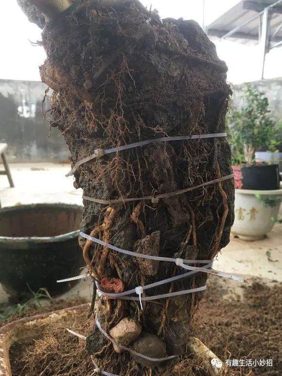 图解 对节白蜡附石盆景一年前后的对比图片