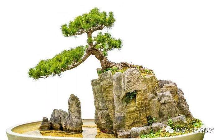 松柏类的盆景养起来不是特别的麻烦