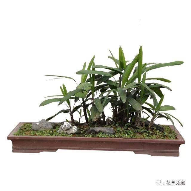 棕竹盆景的寓意 平时我们需要这么养?