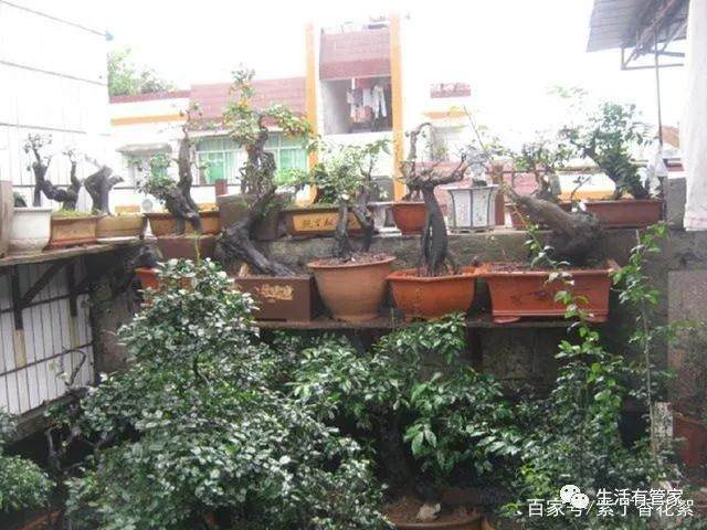 金弹子盆景分雌雄 只有通过开花授粉才能挂果