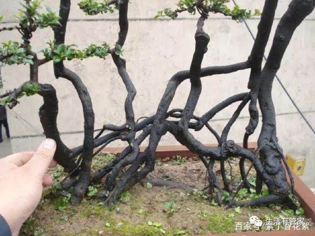 金弹子盆景分雌雄 只有通过开花授粉才能挂果