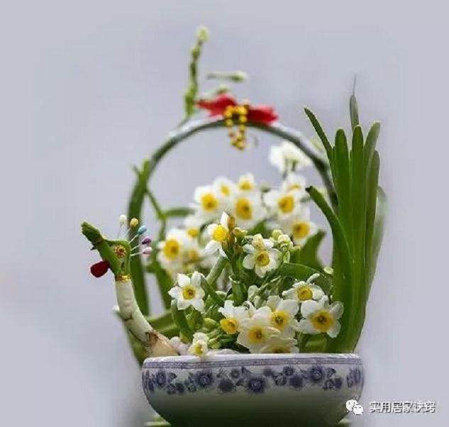 水仙鳞茎球盆景雕刻的程序