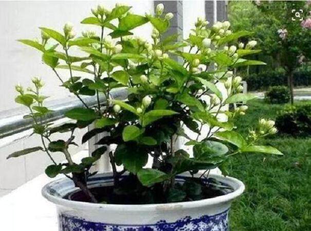 茉莉花盆景上盆栽种与造型