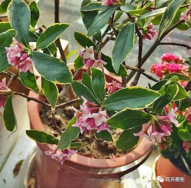 现在这个季节正是上盆的最好时候