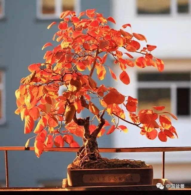 黄栌盆景的栽种与用盆