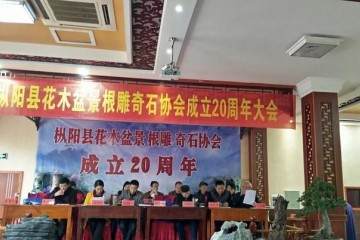 记枞阳县花木盆景根雕奇石协会成立20周年