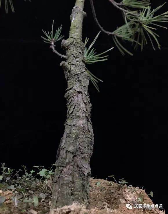 喜欢黑松盆景的朋友 给点养护意见吧