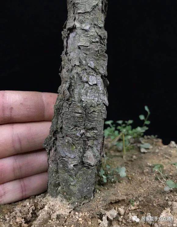 喜欢黑松盆景的朋友 给点养护意见吧