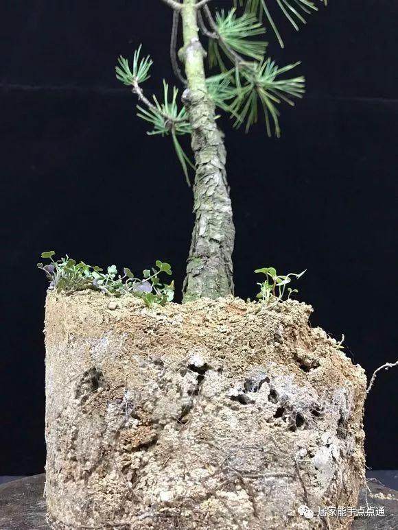 喜欢黑松盆景的朋友 给点养护意见吧