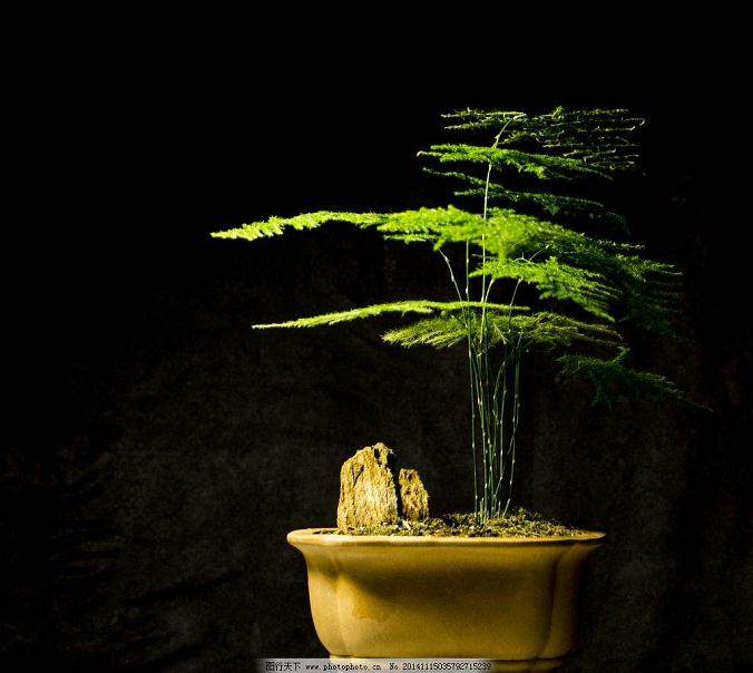 文竹日常养护简单 制作成盆景却困难