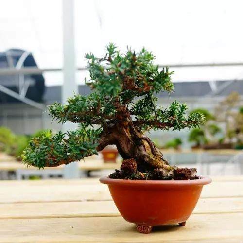 怎样解决枷罗木盆景掉叶 掉枝的现象?