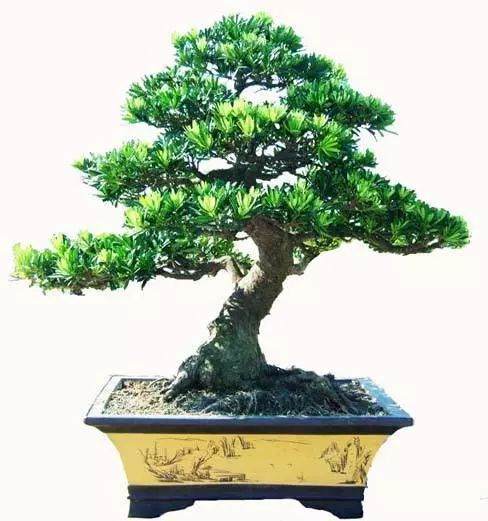 怎样解决枷罗木盆景掉叶 掉枝的现象?