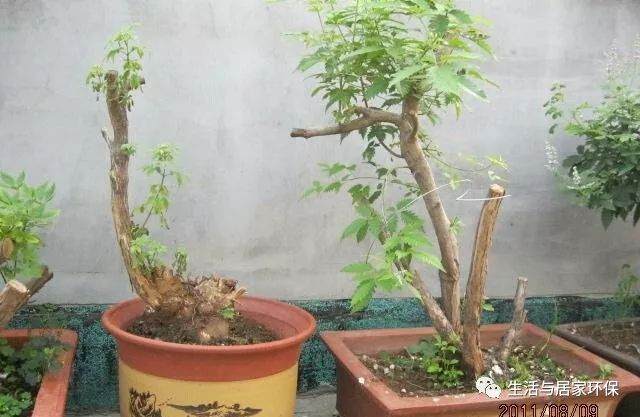 黄荆盆景的采挖与栽培