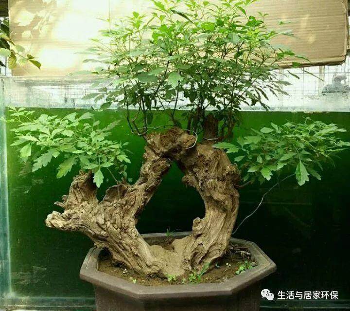 黄荆盆景的采挖与栽培