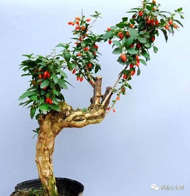 枸杞树适合做盆景吗,枸杞树做盆景注意什么?