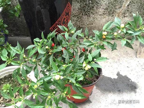 野辣椒吗?您见过拿它当盆景的吗?