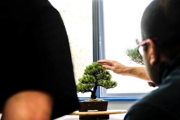 围绕澳大利亚盆景的地方应该是令人兴奋的