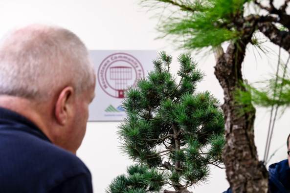 伦斯特盆景俱乐部研究组