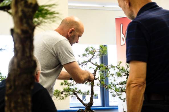 伦斯特盆景俱乐部研究组