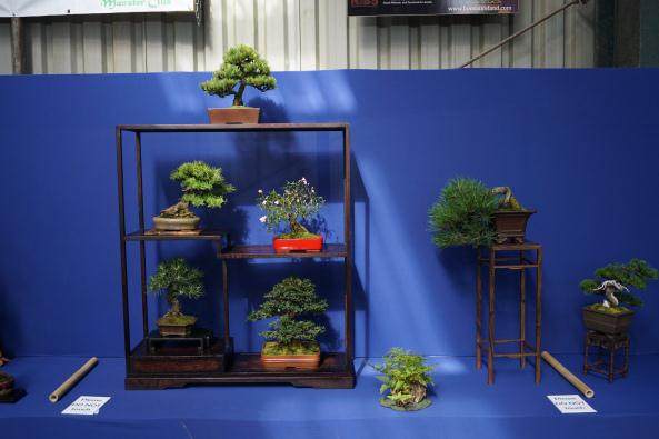 2017年9月的日本盆景巡回赛