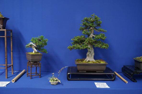 2017年9月的日本盆景巡回赛