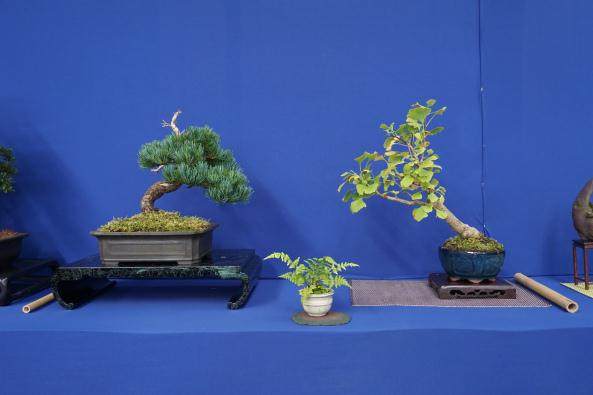 2017年9月的日本盆景巡回赛