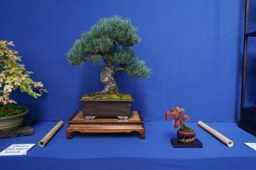 2017年9月的日本盆景巡回赛