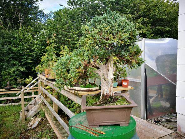 支持在奥马开设西北地区的盆景俱乐部