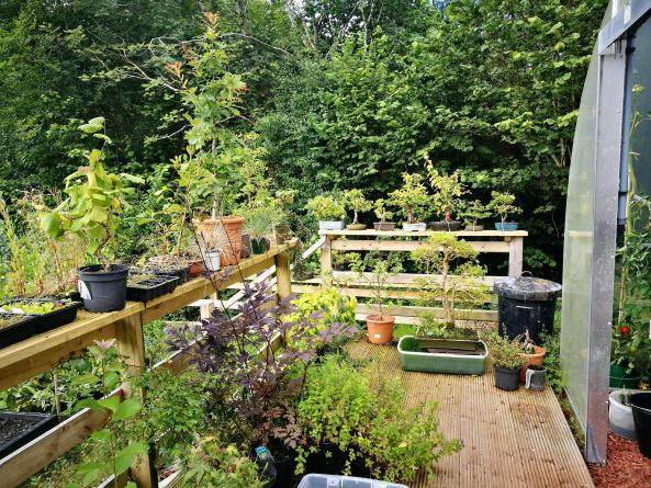 支持在奥马开设西北地区的盆景俱乐部