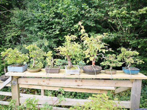 支持在奥马开设西北地区的盆景俱乐部