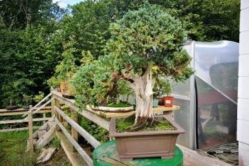 支持在奥马开设西北地区的盆景俱乐部