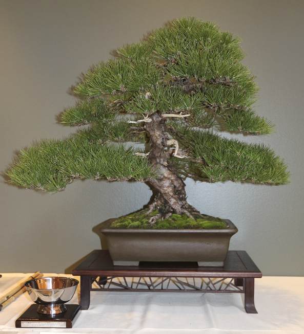 第40届中美洲盆景展