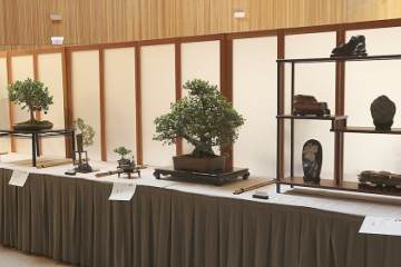 我将竭尽所能帮助在爱尔兰推广盆景