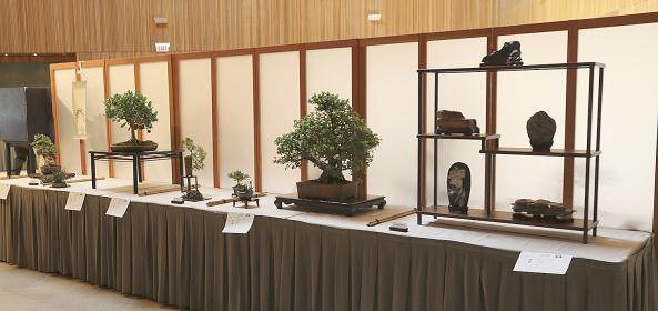 我将竭尽所能帮助在爱尔兰推广盆景