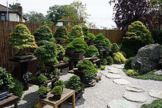 我在英国盆景界认识了Mark和Ritta