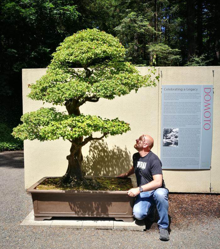 美国太平洋盆景博物馆 - 第2部分