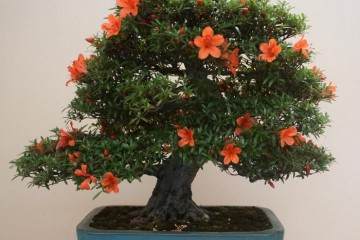 美国太平洋盆景博物馆 - 第2部分