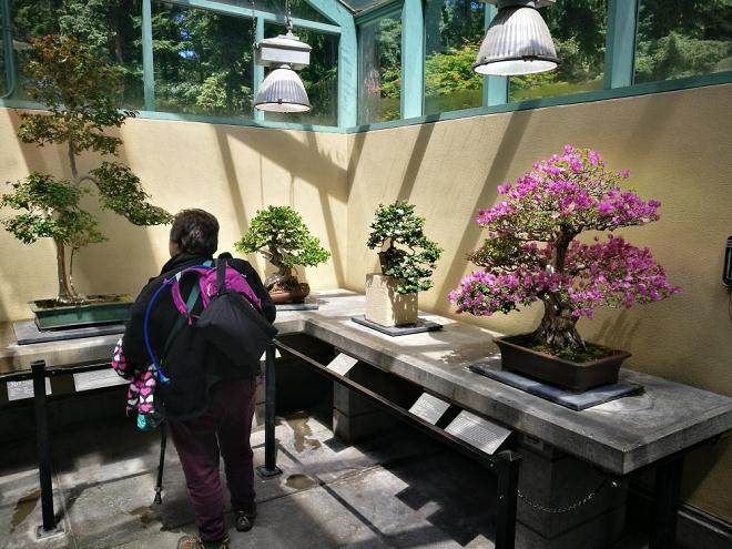 美国太平洋盆景博物馆 - 第2部分