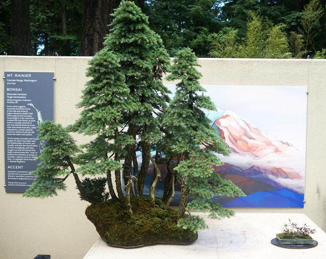 美国西雅图的太平洋盆景博物馆