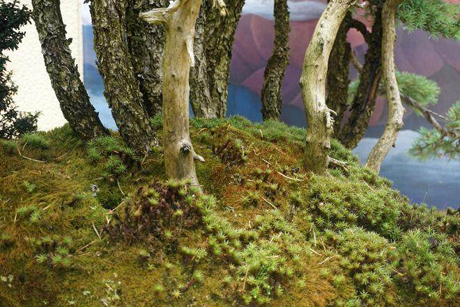 美国西雅图的太平洋盆景博物馆