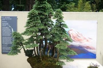 美国西雅图的太平洋盆景博物馆