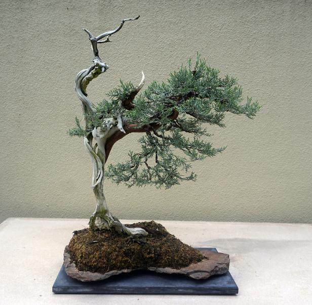 美国西雅图的太平洋盆景博物馆