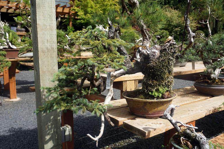 在太平洋盆景博物馆展出的那段时间