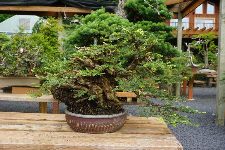 在太平洋盆景博物馆展出的那段时间