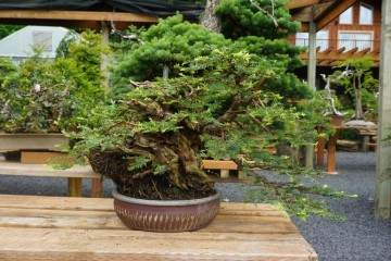 在太平洋盆景博物馆展出的那段时间