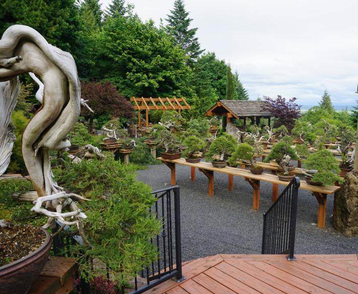 盆景制作的好素材 杜松