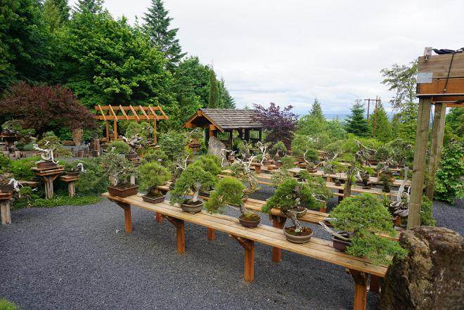 爱尔兰盆景的未来地点 团队