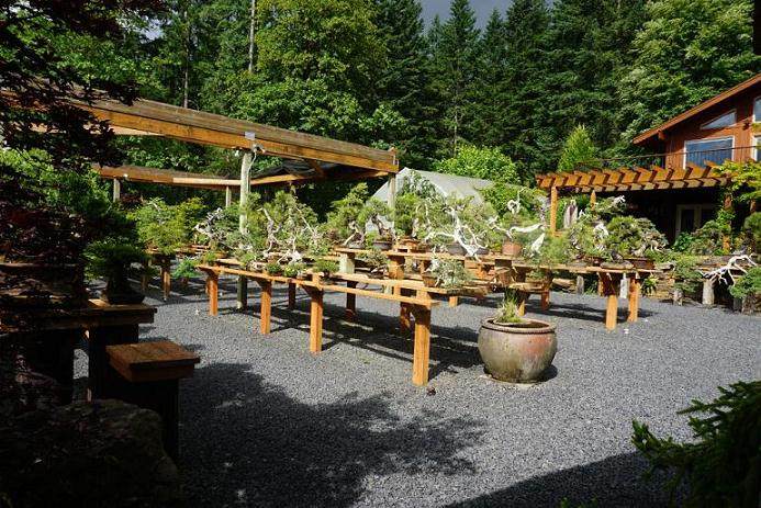 爱尔兰盆景的未来地点 团队