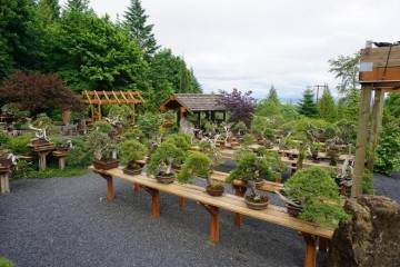 爱尔兰盆景的未来地点 团队